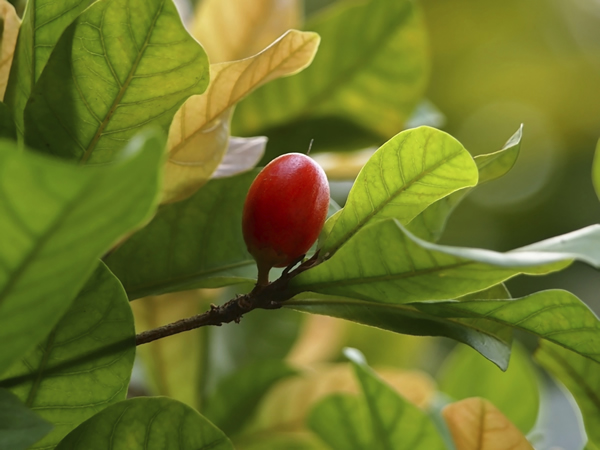 this-african-fruit-makes-sour-food-taste-sweet-eat-out