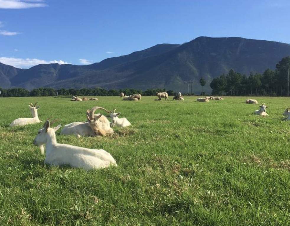 review-tuck-in-to-a-long-leisurely-farm-fresh-lunch-at-fynboshoek