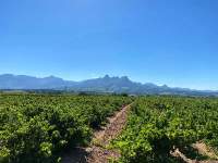 stellenbosch winelands