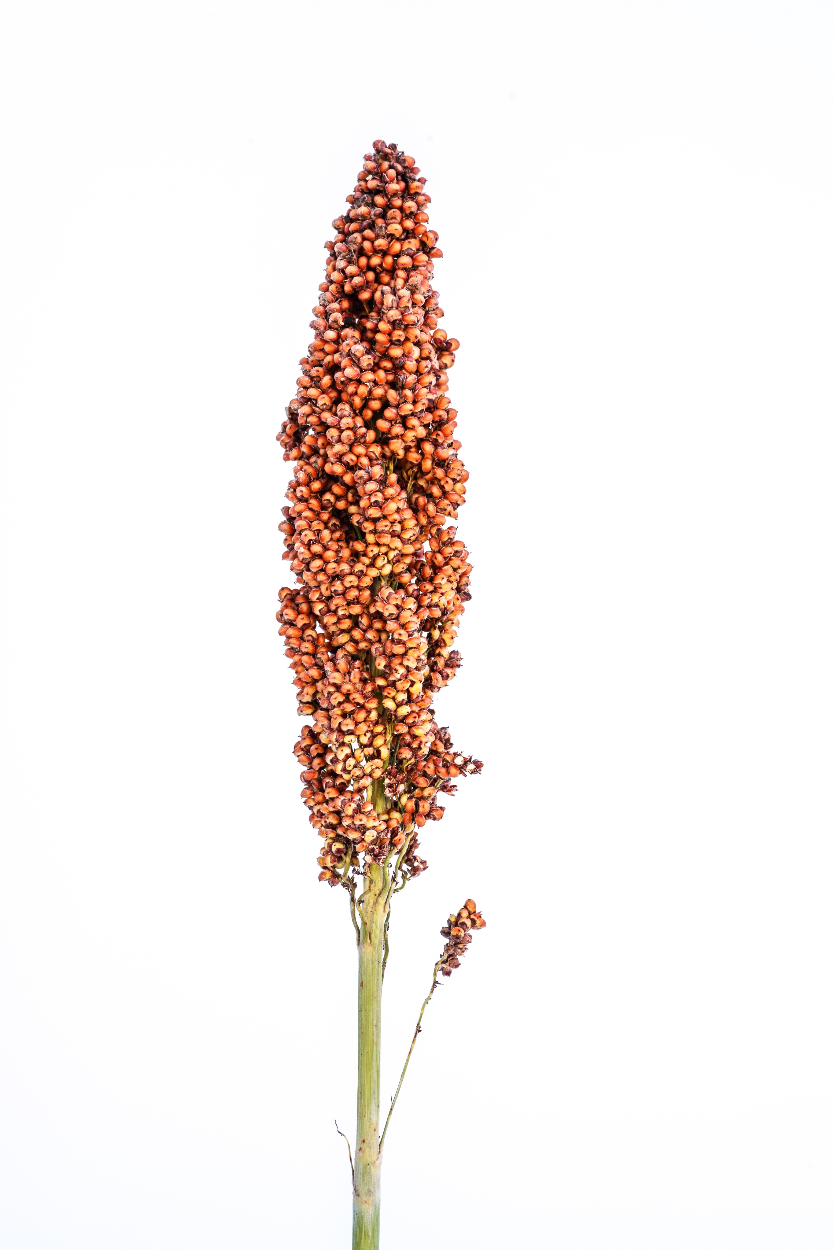 SORGHUM