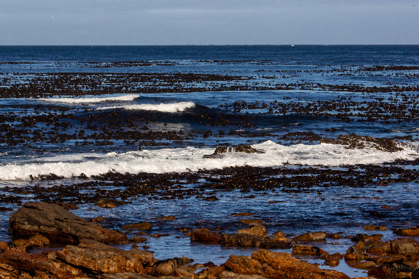 KELP IN OCEAN